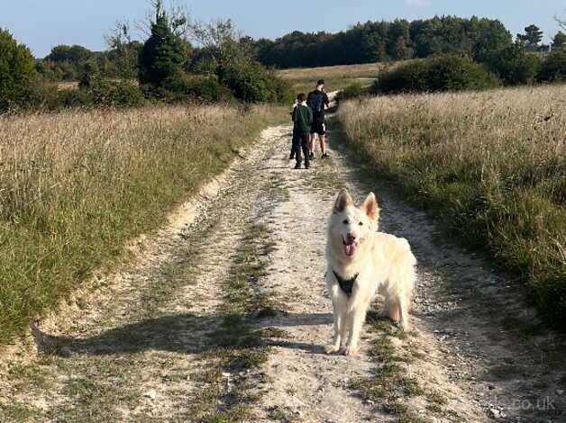 German shepherd for sale in Andover, Hampshire - Image 1