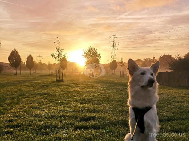 German shepherd for sale in Andover, Hampshire - Image 3