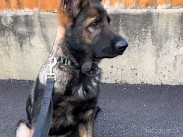 German Shepherd Puppies for sale in Tyne and Wear