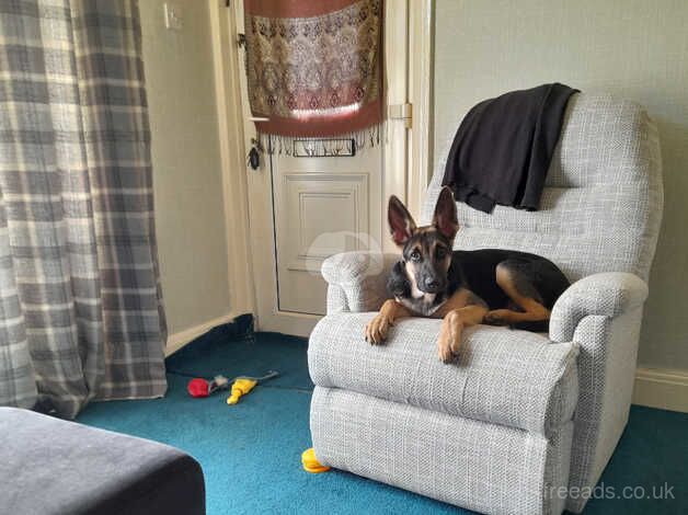 German shepherd for sale in Barnsley, South Yorkshire