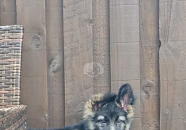 GERMAN SHEPHERD for sale in Batley, West Yorkshire - Image 2