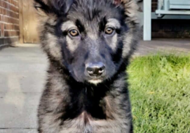 GERMAN SHEPHERD for sale in Batley, West Yorkshire - Image 3