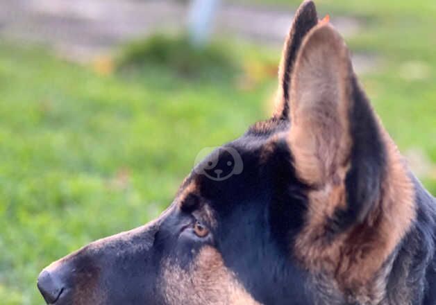 German Shepherds for sale in Birmingham, West Midlands