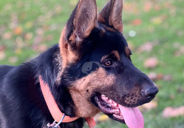 German shepherd for sale in Birmingham, West Midlands - Image 3