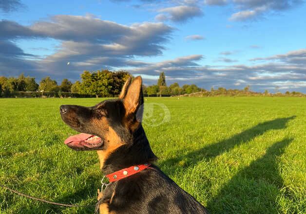 German Shepherd Puppies for sale