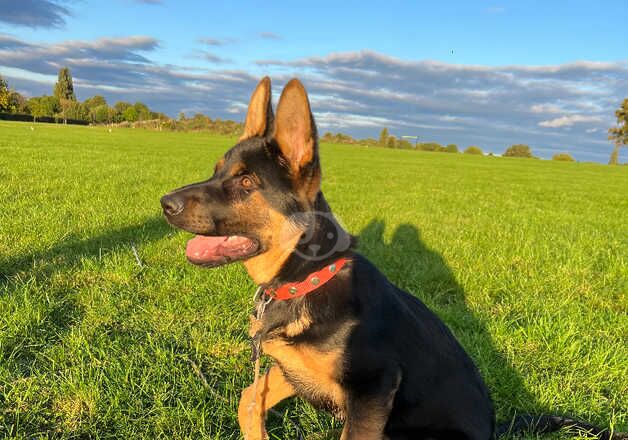 German shepherd for sale in Birmingham, West Midlands - Image 5