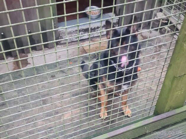 German shepherd for sale in Blackburn, Moray