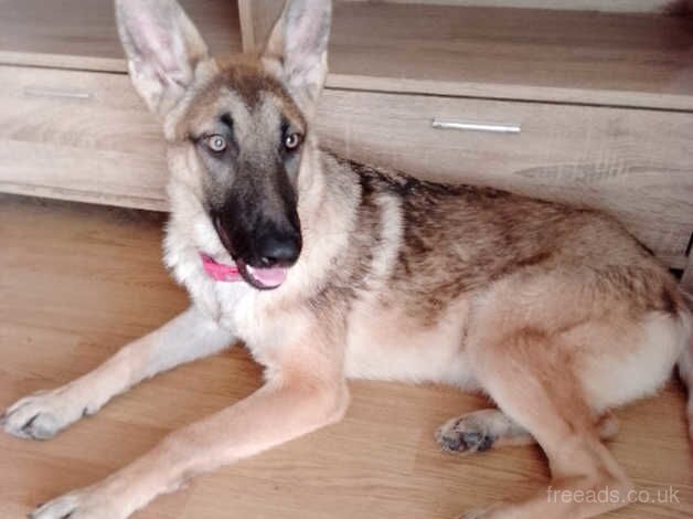 German shepherd for sale in Bradford, West Yorkshire - Image 2