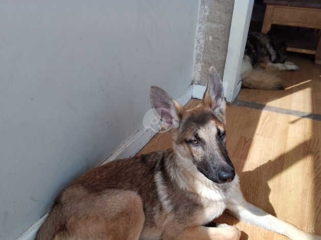 German shepherd for sale in Bradford, West Yorkshire - Image 3