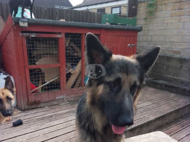 German shepherd for sale in Bradford, West Yorkshire