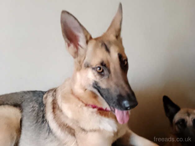 German shepherd for sale in Bradford, West Yorkshire