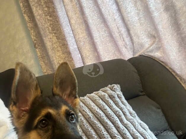 German shepherd for sale in Bradford, West Yorkshire