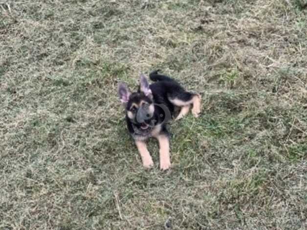 German shepherd for sale in Bradford, West Yorkshire - Image 3