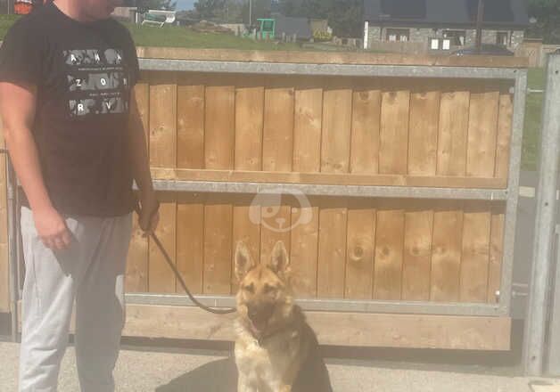 German Shepherd for sale in Brecon/Aberhonddu, Powys