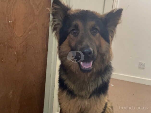 German shepherd for sale in Falkirk