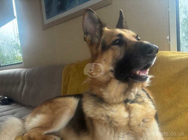 German shepherd for sale in Glasgow, Glasgow City