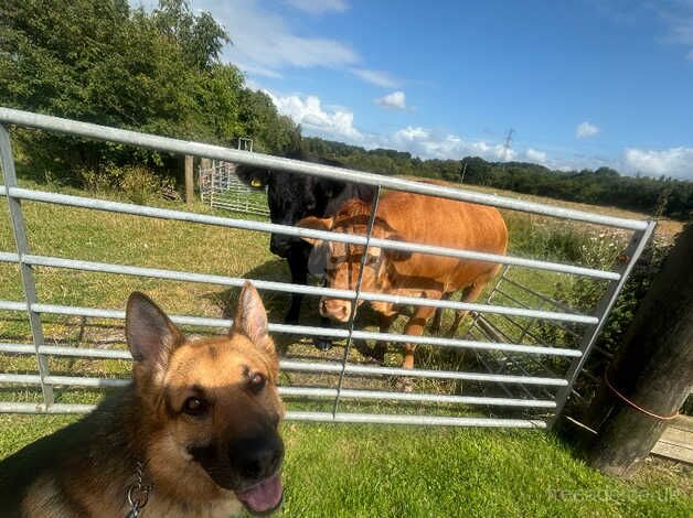 German shepherd for sale in Glasgow, Glasgow City - Image 3