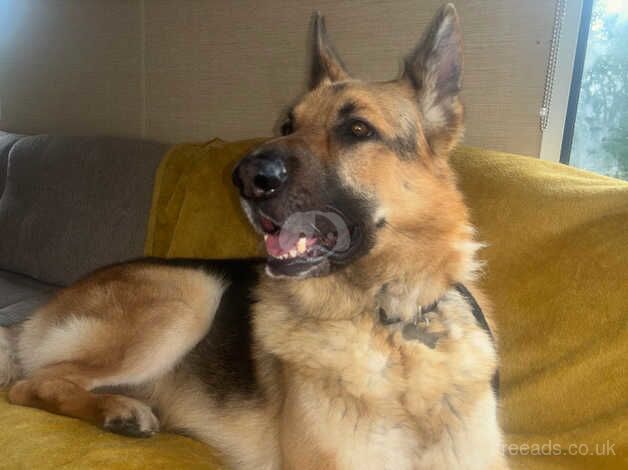 German shepherd for sale in Glasgow, Glasgow City - Image 4