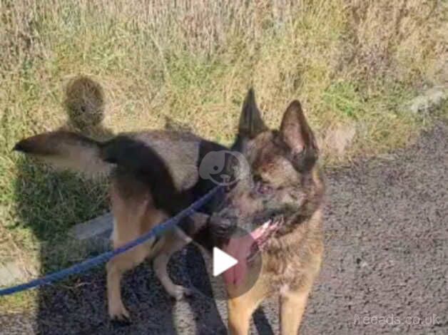 German shepherd for sale in Hartlepool, County Durham - Image 4