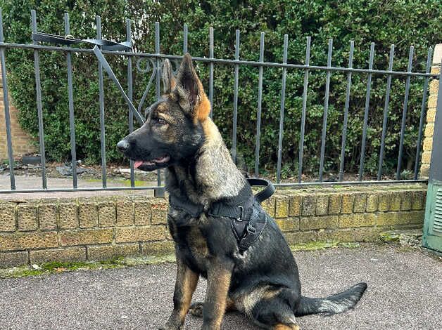 German shepherd for sale in Hornchurch, Havering, Greater London