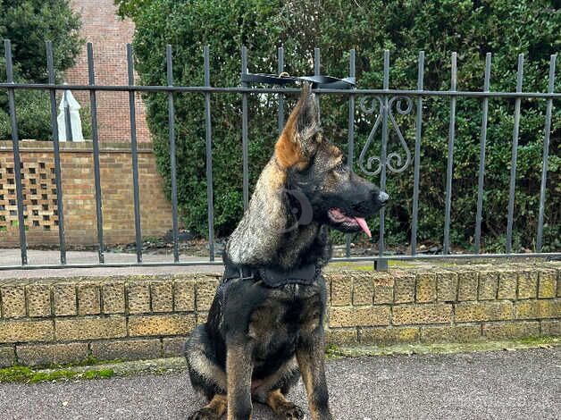 German Shepherds for sale in Hornchurch, Havering, Greater London