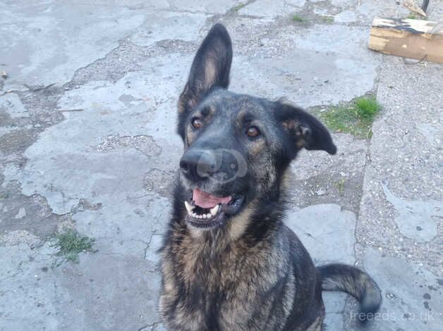 German shepherd for sale in Bishop's Hull, Somerset