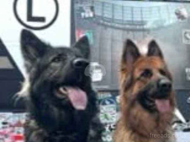 Czar German Shepherds for sale in Birmingham, West Midlands - Image 1