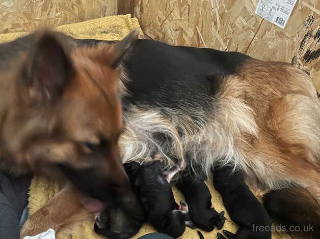 German Shepherd Puppies for sale in West Midlands