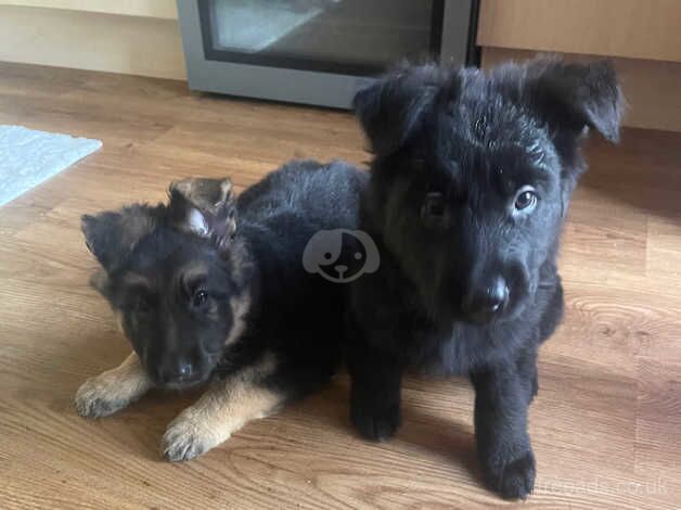 German Shepherd Puppies for sale