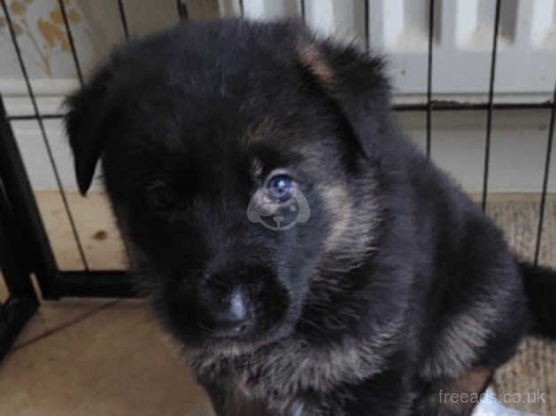 German shepherd for sale in Ipswich, Suffolk