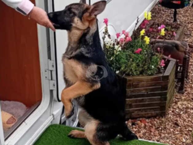 German shepherd for sale in Newark-on-Trent, Nottinghamshire