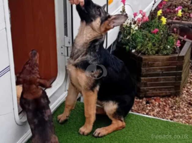 German Shepherds for sale in Newark-on-Trent, Nottinghamshire