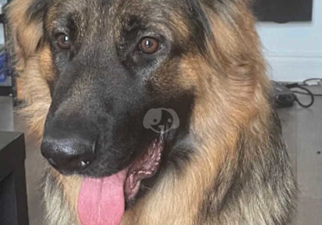 German Shepherds for sale in Paisley, Renfrewshire