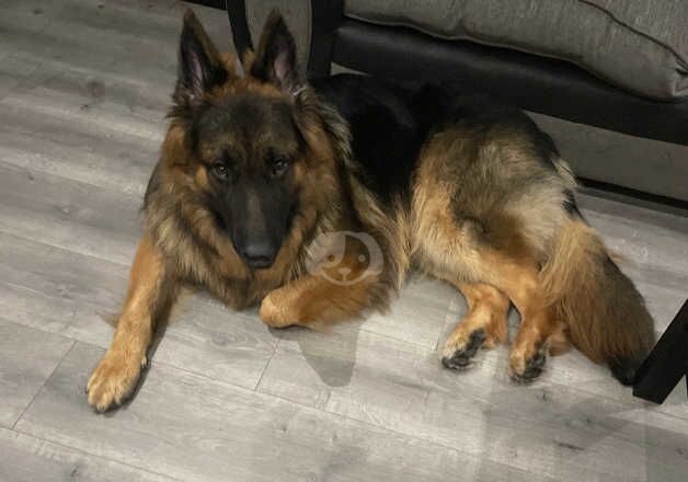 German Shepherd Puppies for sale