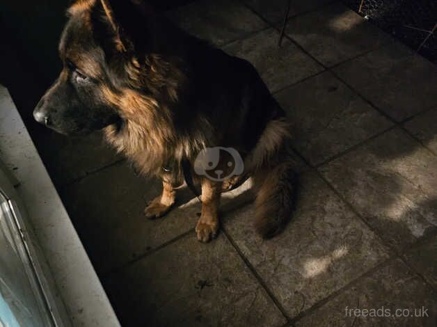 German shepherd for sale in Poole, Dorset