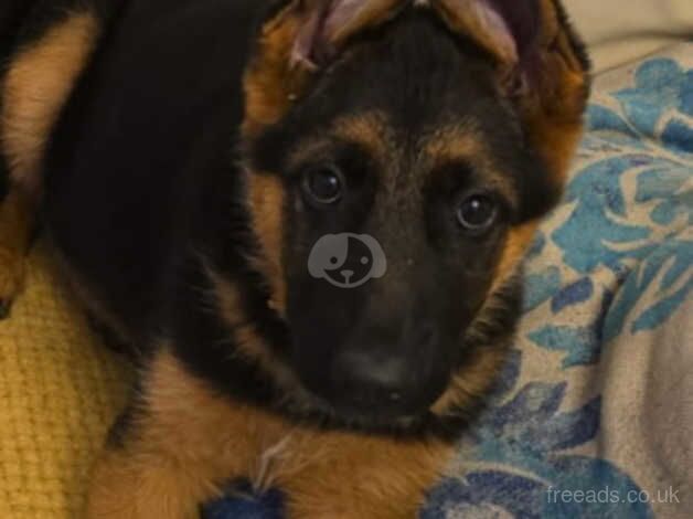 german shepherd for sale in Preston, Lancashire