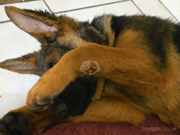 German Shepherds for sale in Preston, Lancashire