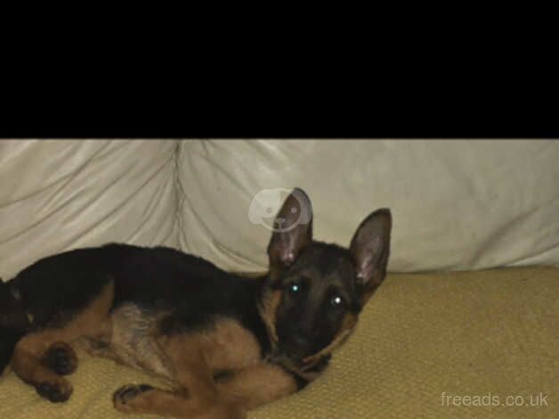 German Shepherd Puppies for sale in Lancashire