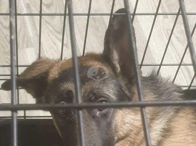 German shepherd for sale in Preston, Lancashire