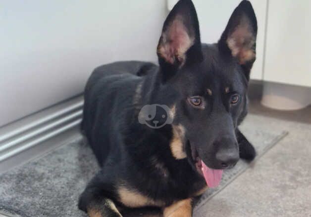 German shepherd for sale in Ripley, Derbyshire - Image 2