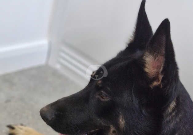 German shepherd for sale in Ripley, Derbyshire - Image 3