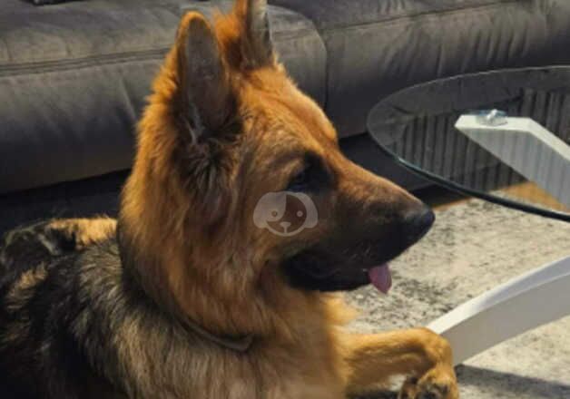 German shepherd for sale in Shipley, West Yorkshire