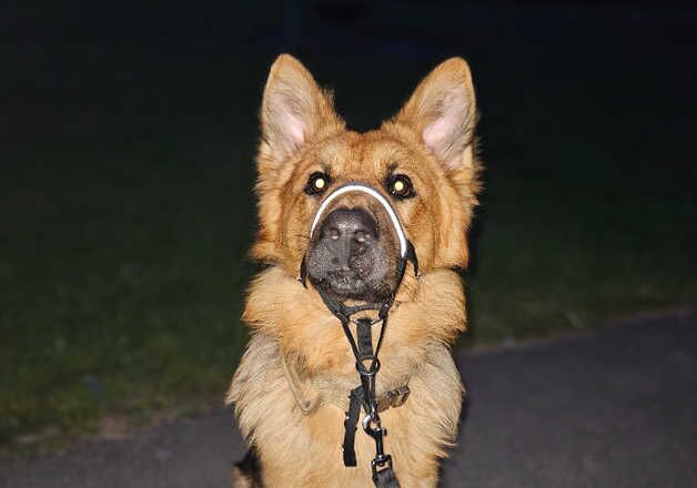 German Shepherd Puppies for sale in West Yorkshire