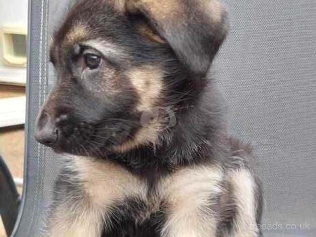 German shepherd for sale in Southampton, Hampshire