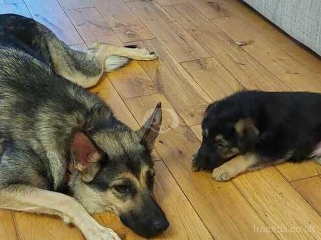 German shepherd for sale in Southampton, Hampshire - Image 5