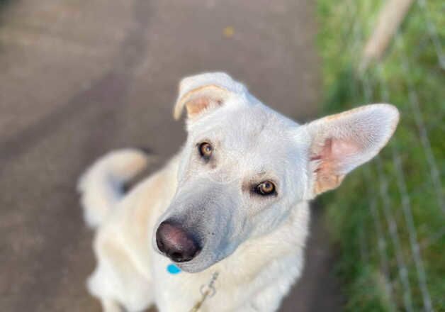 German Shepherd for sale in Tetbury, Gloucestershire