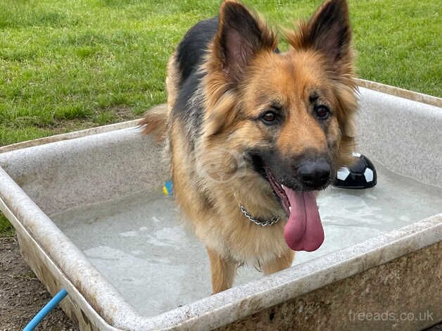 German shepherd for sale in Walsall, West Midlands - Image 1