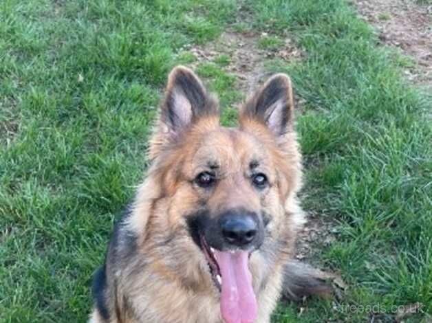 German shepherd for sale in Walsall, West Midlands - Image 2