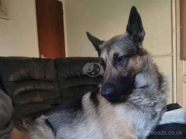 German shepherd just over a year old for sale in Swaffham, Norfolk