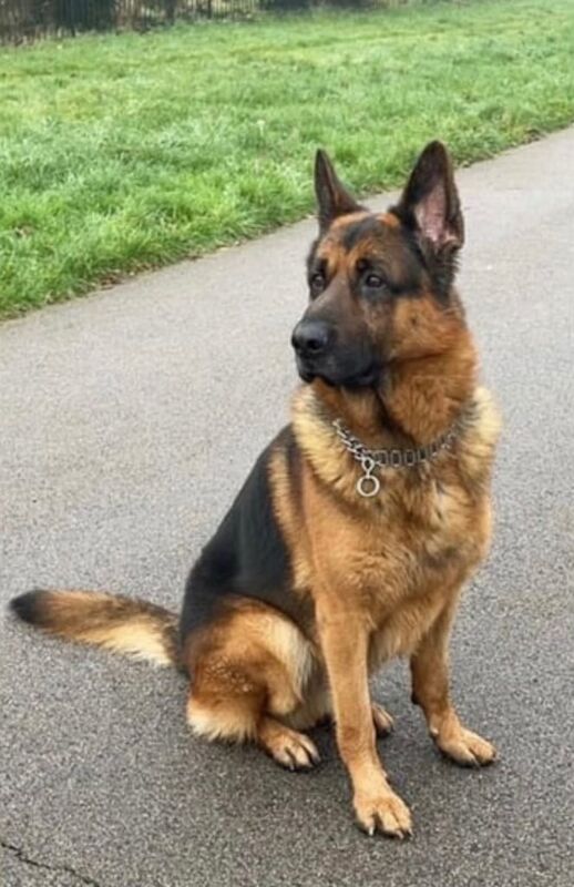 German Shepherd K9 Police Protection for sale in Oldham, Greater Manchester